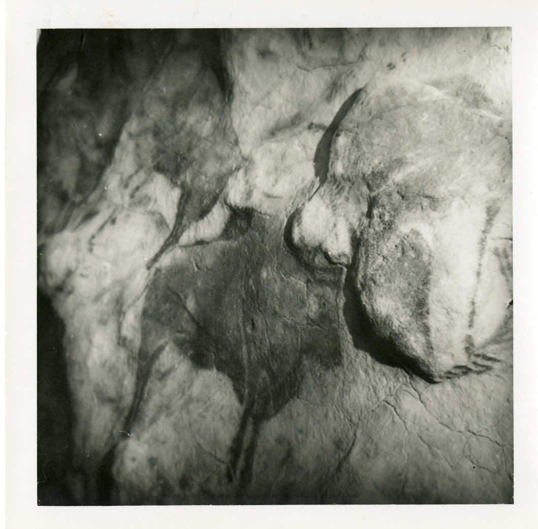 Detail of a Bison